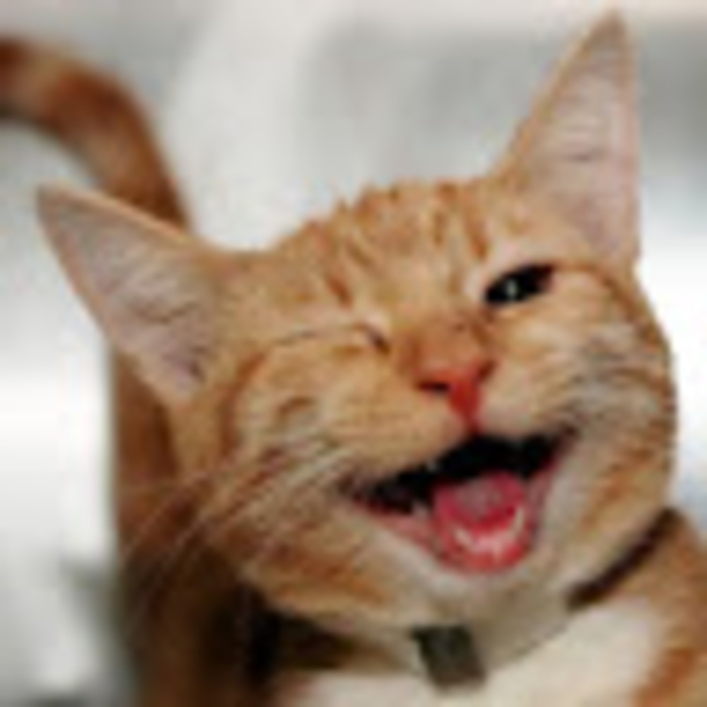 Meet your Posher, Morgan